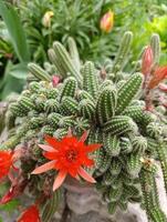 chamaecereus silvestrii es un especies de cactus desde noroeste argentina y Bolivia eso tiene estado llamado el maní cactus. foto