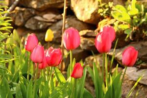 a bunch of red flowers with the word tulips on them. photo