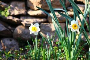 Narcissus is a genus of predominantly spring flowering perennial plants of the amaryllis family, Amaryllidaceae. photo
