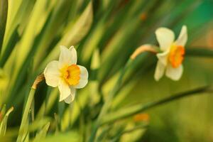 Narcissus is a genus of predominantly spring flowering perennial plants of the amaryllis family, Amaryllidaceae. photo