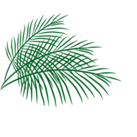 zomer palm bladeren illustratie png