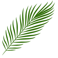 Summer palm leaves illustration png