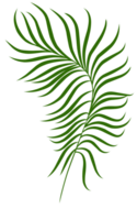 Summer palm leaves illustration png