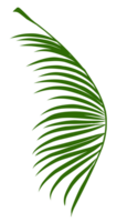 Summer palm leaves illustration png