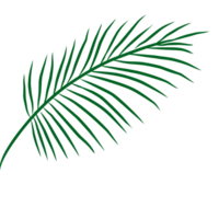 Summer palm leaves illustration png