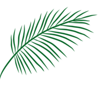 été paume feuilles illustration png