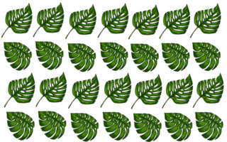 Summer monstera leaves pattern png