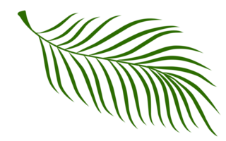 Summer palm leaves illustration png