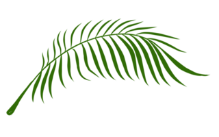 Summer palm leaves illustration png