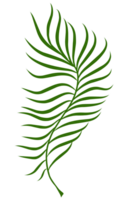 Summer palm leaves illustration png