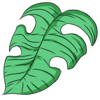 Summer monstera leaves illustration png