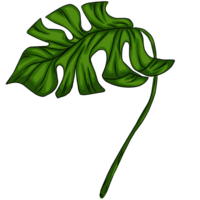 estate Monstera le foglie illustrazione png