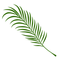 Summer palm leaves illustration png