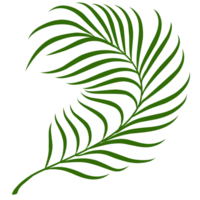 Summer palm leaves illustration png