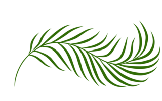 Summer palm leaves illustration png