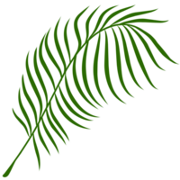 Summer palm leaves illustration png