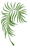 verano palma hojas ilustración png