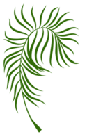 Summer palm leaves illustration png