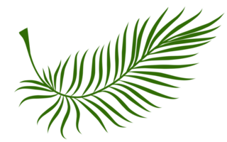 Summer palm leaves illustration png