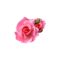 Bright pink blooming rose with bud delicate isolated flower, vibrant color cutout object for holiday decor, design, invitations, cards, soft focus and clipping path png