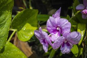 a close up of a purple flower with water droplets on it photo