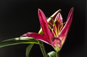 a pink lily is shown in the dark photo