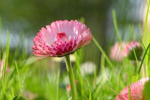 magarita flor es hermosa y delicado en un borroso césped antecedentes 1 foto