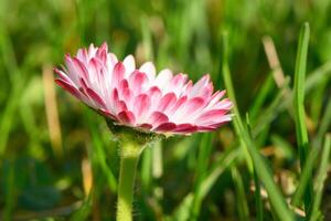 magarita flor es hermosa y delicado en un borroso césped antecedentes 1 foto