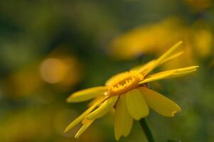 beautiful yellow flowers in the field at sunset 6 photo