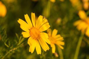 beautiful yellow flowers in the field at sunset 1 photo