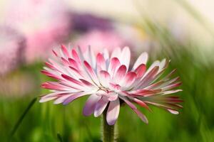 white-pink magarita flower is beautiful and delicate on a blurred grass background 8 photo