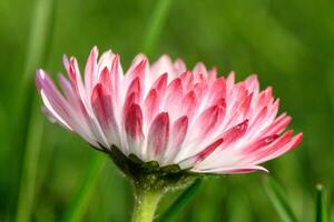 white-pink magarita flower is beautiful and delicate on a blurred grass background2 photo