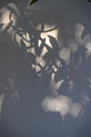 Trees branch and leaf with shadow on yellow paper background. Place for text, copy space, top view photo