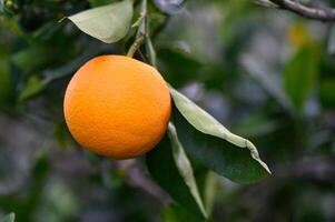 orange tree branches with ripe juicy fruits. natural fruit background outdoors.7 photo