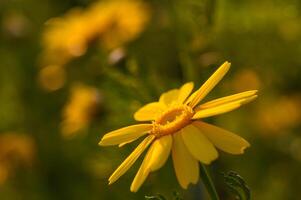 beautiful yellow flowers in the field at sunset 4 photo