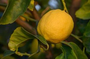 Bunch of fresh ripe lemons on a lemon tree branch in sunny garden.3 photo