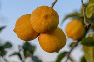 manojo de Fresco maduro limones en un limón árbol rama en soleado jardín. foto