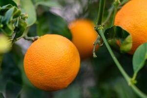 orange tree branches with ripe juicy fruits. natural fruit background outdoors.9 photo