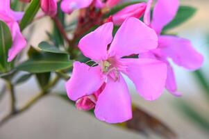 spider waits for victim on poisonous pink oleander flowers photo