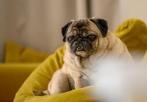 old pug sitting on a yellow sofa 5 photo