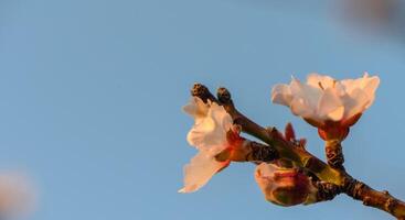 Spring nature background with lovely blooming almonds in pastel banner. Springtime concept 6 photo