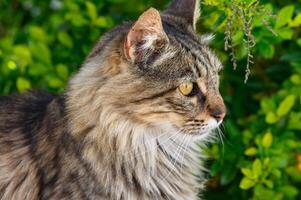 portrait of a serious cat similar to a Maine Coon against a background of green leaves photo