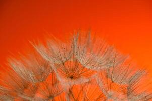 Macro nature. Beautiful dew drops on dandelion seed macro. Beautiful soft sunset background. photo