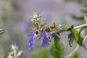 purple decorative flowers in winter in Cyprus 3 photo