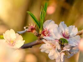 primavera naturaleza antecedentes con encantador floreciente Almendras en pastel bandera. primavera concepto 4 4 foto