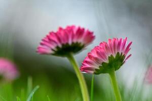 two flowers of white and pink magarita beautiful and delicate on a blurred grass background 3 photo