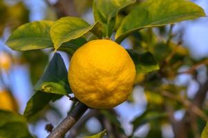 amarillo agrios limón frutas y verde hojas en el jardín. agrios limón creciente en un árbol rama de cerca. 2 foto