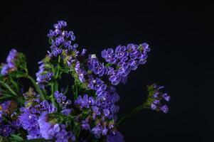 Kermek, limonium, statice, is a popular flower in the Mediterranean. 1 photo