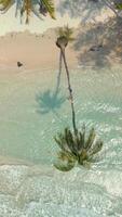 aereo di bellissimo tropicale spiaggia con cristallo chiaro mare e Noce di cocco palma albero video