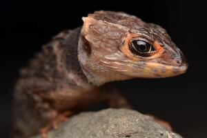 Croc Skink Close Up photo